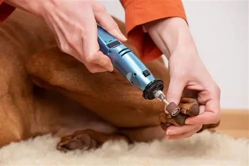 Els 10 millors trituradors d'ungles per a gossos el 2023: ressenyes & millors opcions