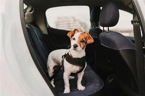 Com viatjar amb seguretat amb un cadell al cotxe: 11 consells revisats per un veterinari