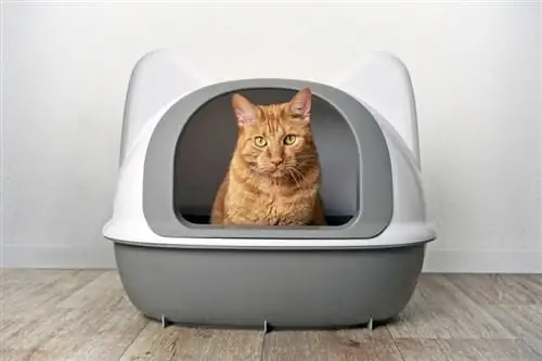 Tempat Menempatkan Kotak Kotoran Kucing: Tempat Terbaik (dan Terburuk)