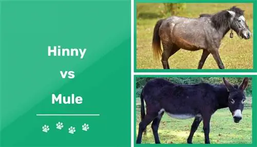 Hinny vs Mule: Főbb különbségek (képekkel)
