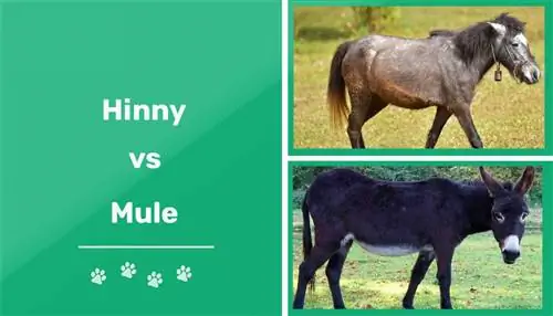 Hinny vs Mule: ძირითადი განსხვავებები (სურათებით)