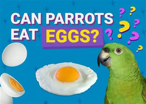 Kas papagoid saavad mune süüa? Loomaarsti poolt läbi vaadatud faktid & teave, mida peate teadma