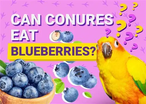 Kan Conures Bloubessies eet? Vet-beoordeelde feite & inligting wat u moet weet