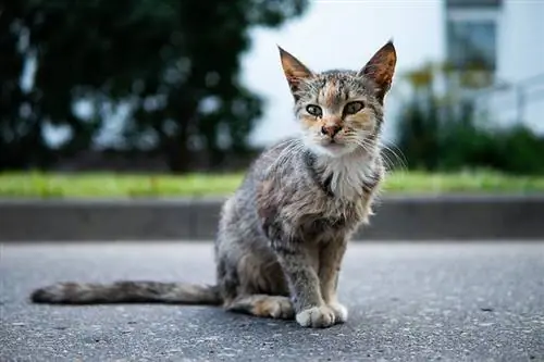 ছবি