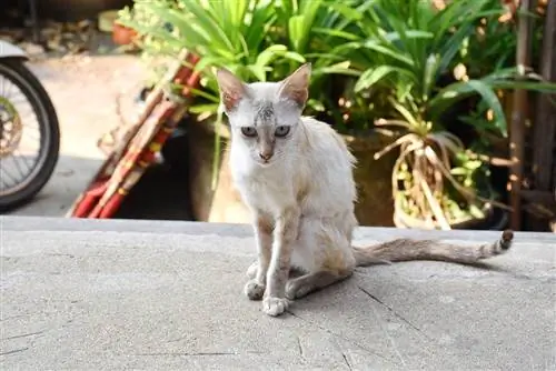 Por que meu gato mais velho está perdendo peso? 8 razões para procurar