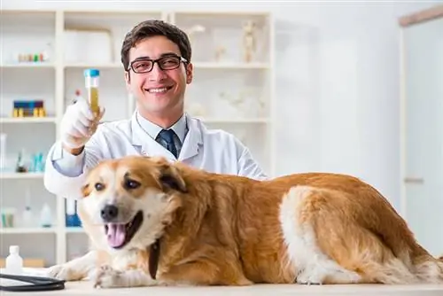 Kuidas võtta koer alt uriiniproovi: 7 loomaarsti poolt läbi vaadatud nõuannet & nippi