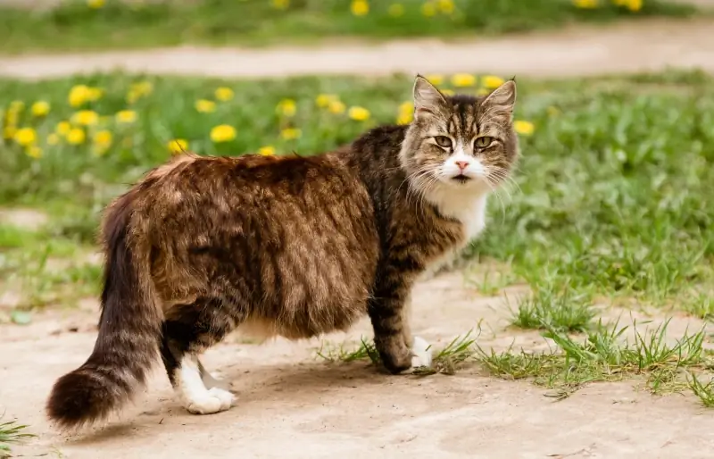 Op watter ouderdom kan katte dragtig raak? Veearts Beoordeel feite & Gereelde vrae