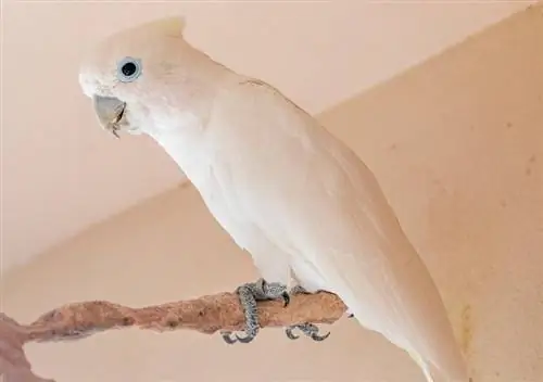 Goffin's Cockatoo: Kişilik, Yemek, & Bakım Rehberi (Resimlerle)