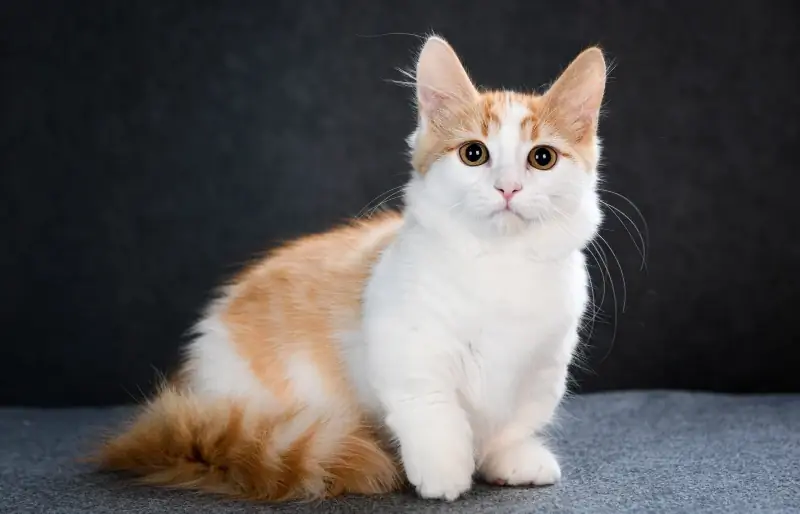 Munchkin Tabby Cat: ისტორია, სურათები, ფაქტები & მეტი