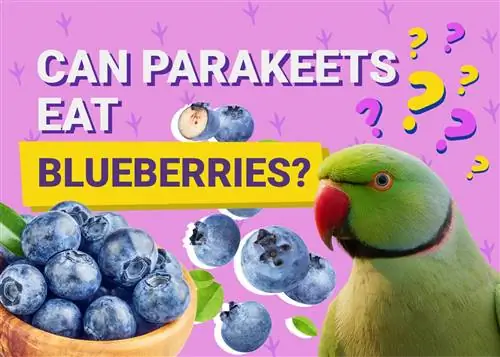 هل تستطيع الببغاوات أكل التوت الأزرق؟ حقائق راجعها الطبيب البيطري & معلومات تحتاج إلى معرفتها