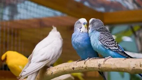 Voivatko cockatiels ja papukaijat elää yhdessä yhdessä häkissä? Lintujen yhteensopivuus