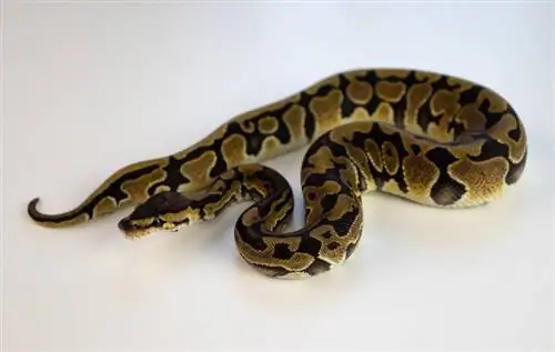 Enchi Ball Python Morph: Facts, Pictures, Appearance & Care Guide