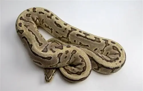 Ghost Ball Python Morph: Facts, Pictures, Appearance & Care Guide