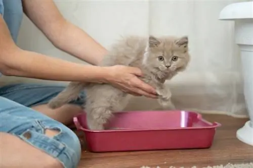 Cómo entrenar a tu gatito para que use la caja de arena en 3 pasos