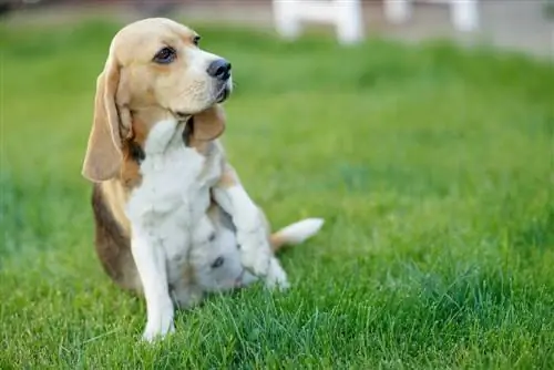 Kutsika imendumine koertel: määratlus, põhjused & Mida teada
