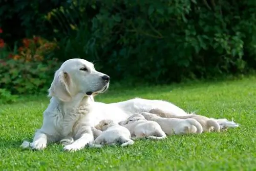 2023 Wêreldrekord vir die hoogste aantal hondjies wat in 'n rommel gebore is