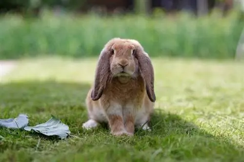 16 Mga Sikat na Brown Rabbit Breed (May Mga Larawan)