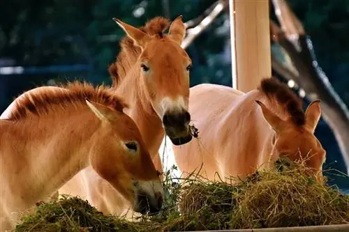 Què mengen els cavalls en estat salvatge i com a mascotes? Dieta & Dades de salut