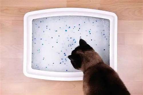 Cum știu pisicile să folosească automat o cutie de gunoi?