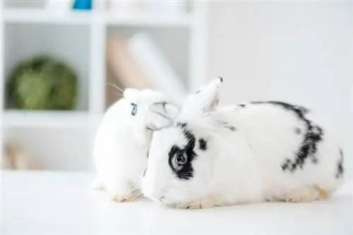 10 най-сладки бели породи зайци (със снимки)