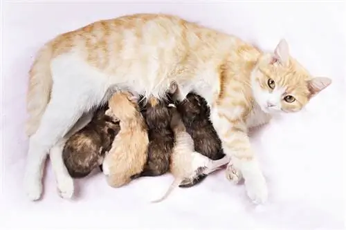 Hoeveel kittens worden er geboren in een nest? Gemiddeld & Invloedrijke factoren