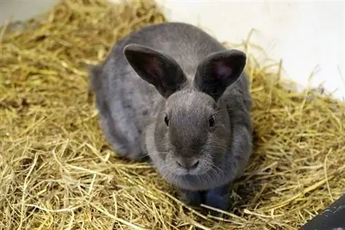6 typer hø til kaniner: Hvilken er bedst? (Med billeder)