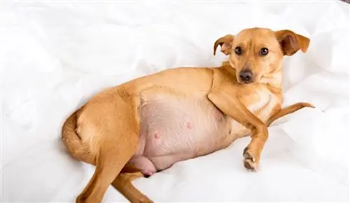 Khi nào bạn có thể cảm thấy chó con di chuyển trong một con chó đang mang thai?