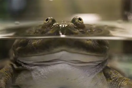 Budgett’s Frog (Lepidobatrachus Laevis): ورقة العناية وعمر الحياة والمزيد