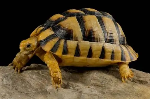 Egyiptomi teknős: gondozási lap, tartálybeállítás, étrend, & Továbbiak (képekkel)