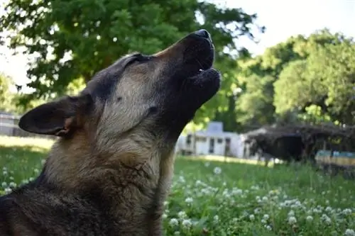 Waarom huilen honden naar sirenes? 3 veelvoorkomende redenen