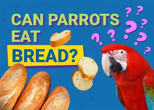 Ehetnek a papagájok kenyeret? Amit tudnod kell