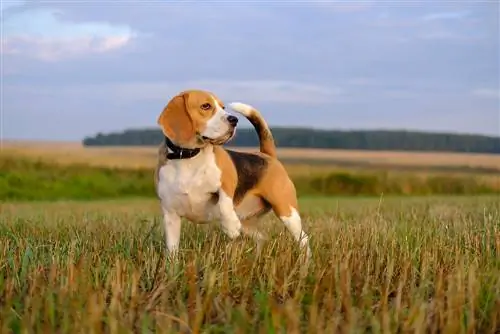 Hvordan trene en beagle til å jakte – to metoder
