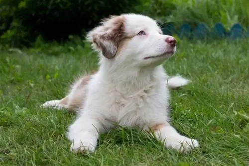 Weißer Australischer Schäferhund: Fakten, Herkunft & Geschichte (mit Bildern)