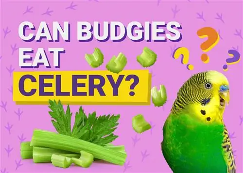 Μπορούν τα Budgies να φάνε σέλινο; Τι Πρέπει να Γνωρίζετε
