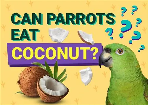 Kas papagoid saavad kookospähklit süüa? Mida peate teadma