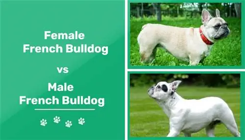 Mannetjie vs Vroulike Franse Bulldog: Die sleutelverskille (met prente)