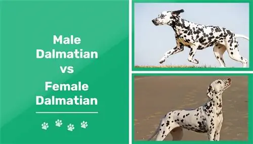 Manlike vs Vroulike Dalmatiërs: Wat is die verskille? (met foto's)