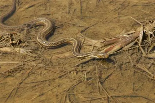 11 змии, открити в Мичиган (със снимки)