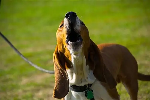 ¿Cuánto aúlla un Basset Hound? Datos & Preguntas frecuentes