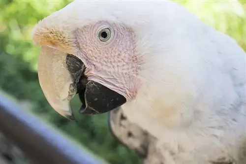 Ağ & Albino Macaw Quşları Mövcuddurmu?