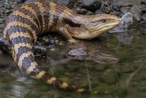 Merauke Blue Tongue Skink: Vodič za njegu, informacije & Slike