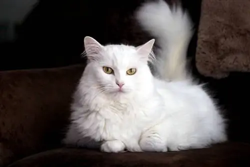 Порода турска ангорска котка: Темперамент, черти & Снимки