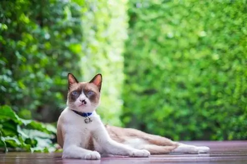 Pasmina mačke Snowshoe: temperament, osobine & Slike