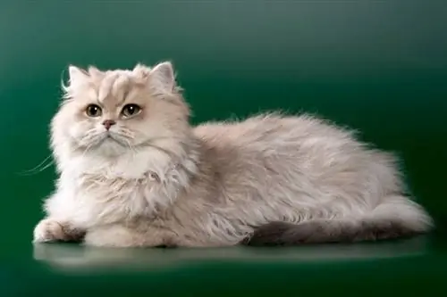 90+ Chinese katname: Eksotiese opsies vir jou kat (met betekenisse)