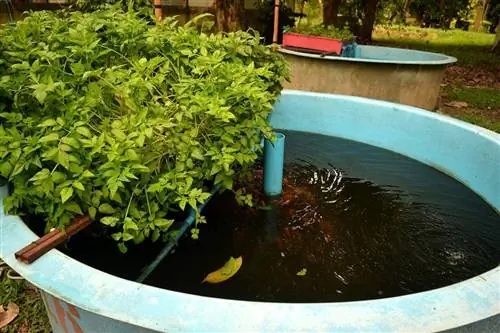 Goldfish Aquaponics 101: Pagpapakain, Pag-stock, & Gabay sa Pangangalaga