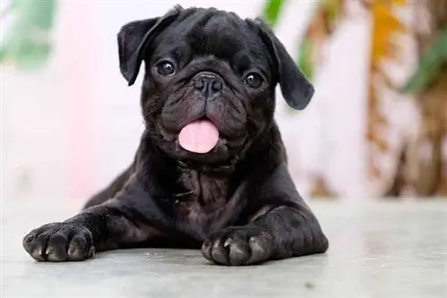 Pug đen: Sự thật, Nguồn gốc, Lịch sử & (Có hình ảnh)