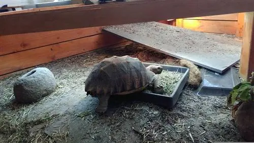 10 DIY Indoor Turtle Habitat Plans You Can Make Today (Nrog duab)