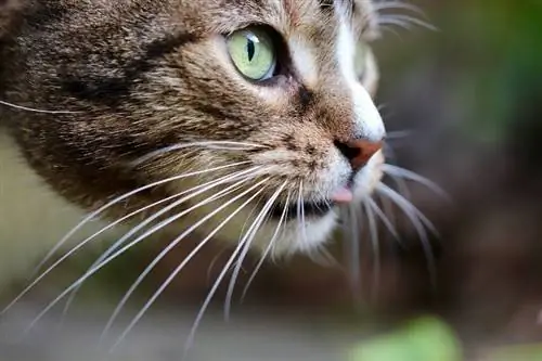 Ar egzistuoja katės be ūsų? Veterinarijos peržiūrėti faktai