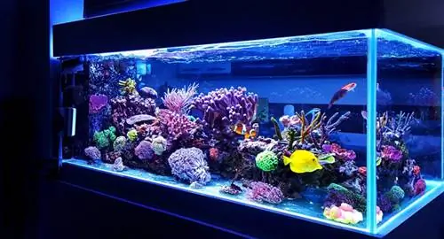 6 beste akvariumslottdekorasjoner i 2023 – Anmeldelser & Kjøperveiledning
