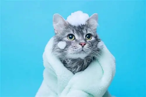 7 shampo më të mira për macet në Australi – Vlerësime & Zgjedhjet kryesore